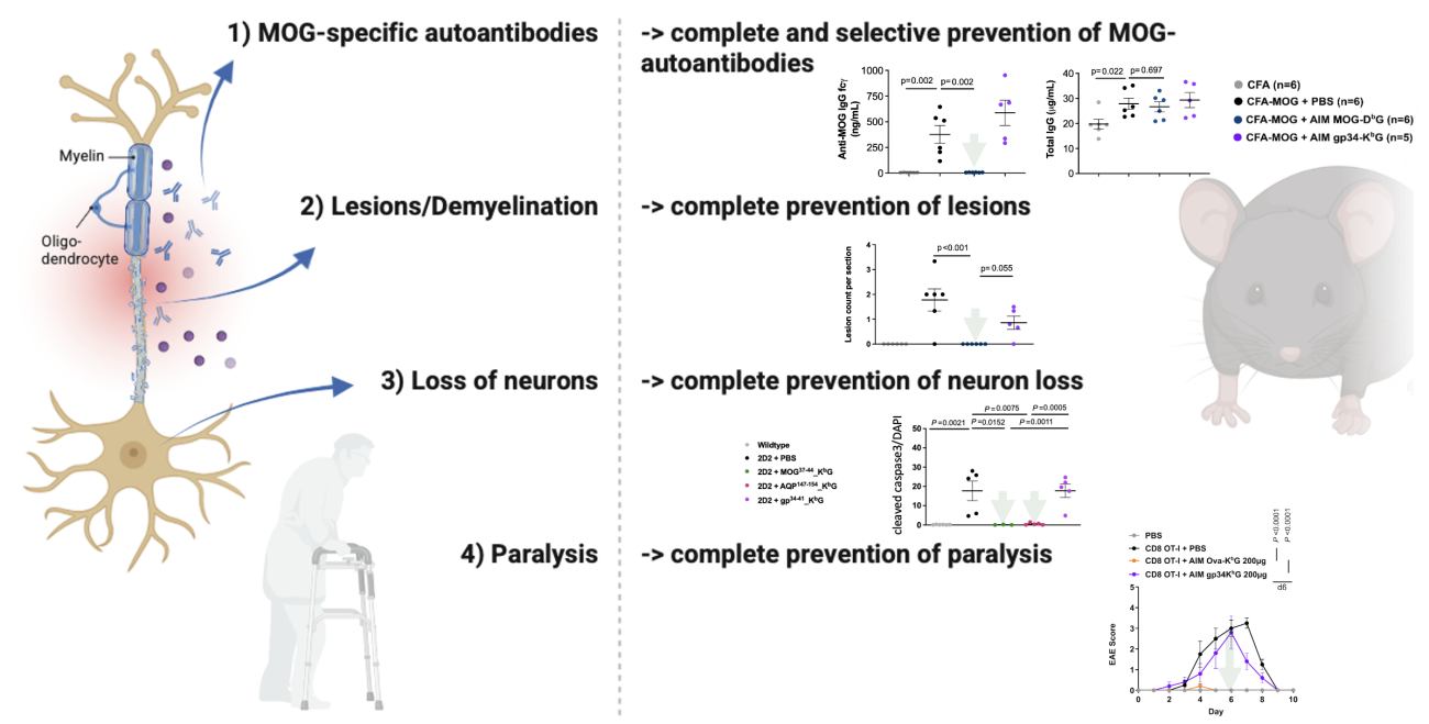 effects ms models